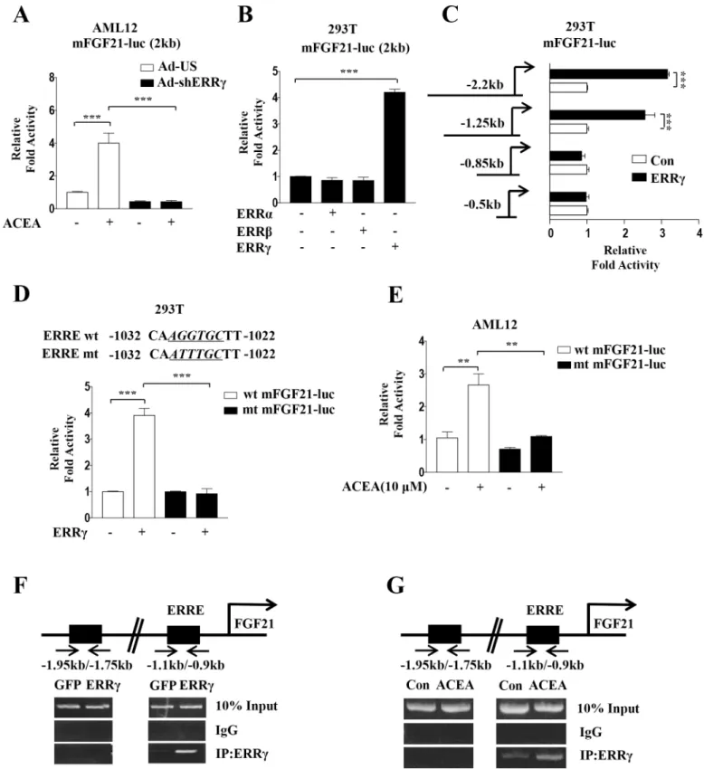 Fig 5. ERR γ activates mouse FGF21 gene promoter activity. (A) AML12 cells were transfected with mFGF21-Luc and then treated with ACEA for 3 h