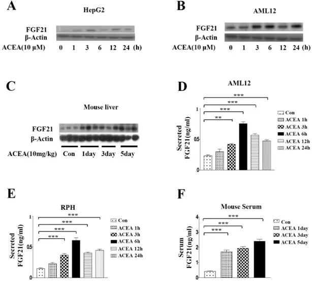 Fig 2. ACEA increases FGF21 protein levels. (A –C) Whole cell lysates of ACEA-treated HepG2 cells and AML12 cells and livers of ACEA-treated intact mice were harvested for western blot analysis