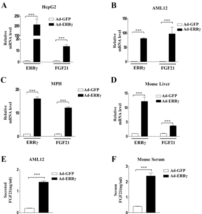 Fig 3. ERR γ overexpression induces FGF21 gene expression. (A–C) HepG2 cells, AML12 cells, and mouse primary hepatocytes (MPH) were infected with Ad-GFP and Ad-ERR γ