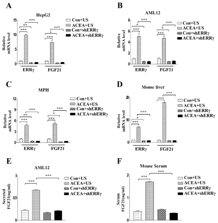 Fig 4. Knockdown of ERR γ decreases ACEA-mediated induction of FGF21 gene expression. (A–C) HepG2 and AML12 cells were infected with Ad-US or Ad-shERR γ for 36 h and then treated with ACEA (10 μM) for 3 h