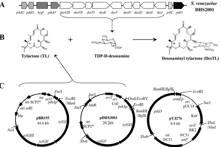 FIG. 1. Organization of the Pik gene cluster of S. venezuelae mutant DHS2001 in which the hygromycin resistance gene replaced Pik PKS (A), formation of DesTL by attaching TDP- D -desosamine to TL (B), and maps of three plasmids for expressing tylosin PKS (