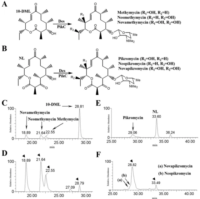FIG. 5. The conversion schemes of 10-DML to 12-membered ring series (methymycin, neomethymycin, and novamethymycin) (A) and NL to 14-membered ring series (Pik, neopikromycin, and novapikromycin) (B)