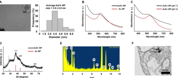 Figure 1. (A) Transmission electron microscopy (TEM) image of AuFe NPs (left) with size distribution 