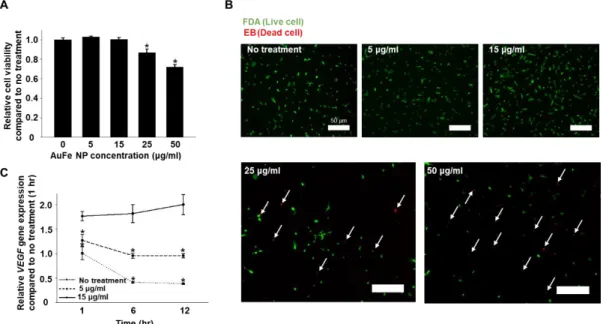 Figure 2. (A) Cytotoxicity test performed on hMSCs, 24 h after treatment with various concentrations 