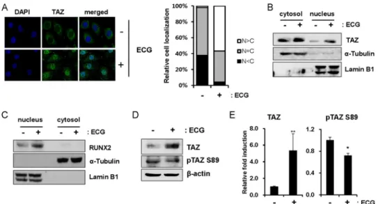 FIGURE 3. ECG increases nuclear localization of TAZ. A, C3H10T1/2 cells were incubated with 10 ␮ M ECG