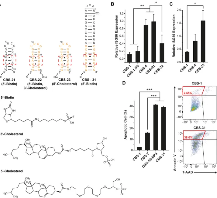 Figure 6. Chemical modifications of CBS RNAs at their 5  -end do not affect their activity