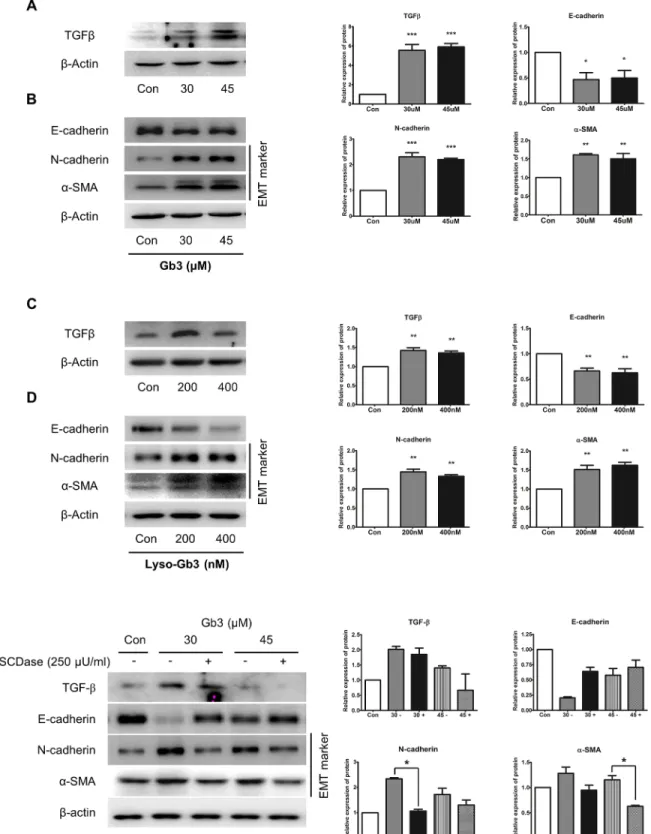 Fig 8. Effects of the expression of EMT markers by Gb3 and SCDase in SV40 MES 13 cells
