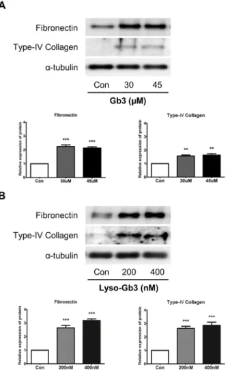 Fig 3. Effects of Gb3 and lyso-Gb3 treatments on ECM component expression in HK2 cells