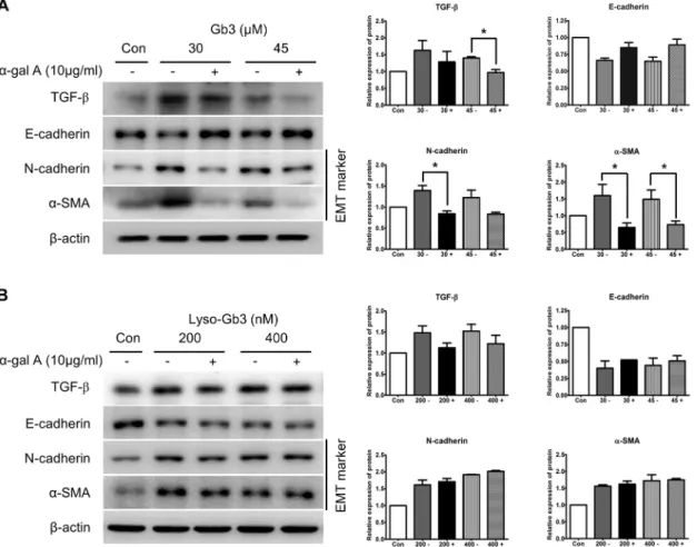 Fig 4. Effect of α-gal A on the expression of EMT markers induced by Gb3 and lyso-Gb3