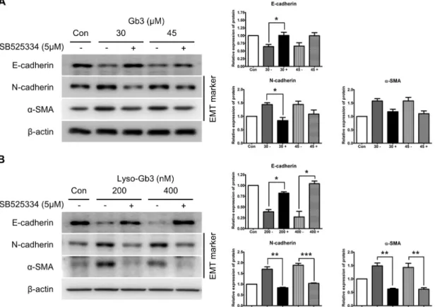 Fig 5. Effect of SB525334 on the expression of EMT markers induced by Gb3 and lyso-Gb3