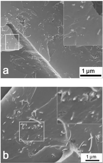 Figure 13. SEM image of the fracture surface of the nanocomposites having an IL-CNT concentra- concentra-tion of 0.5 wt% (a) and 1.0 % (b), using an acceleraconcentra-tion voltage of 5 kV.