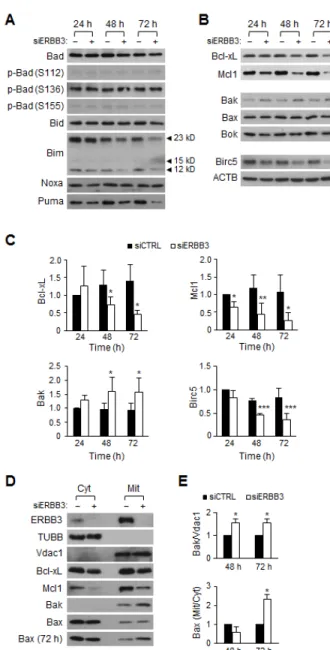 Figure 2: The time course changes in Bcl-2 family  proteins levels after ERBB3 knockdown in HCT116 