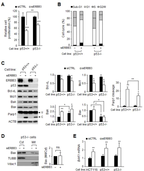 Figure 4: Effect of ERBB3 knockdown on cell proliferation, cell cycles and apoptosis in HCT116-p53 -/-  cells