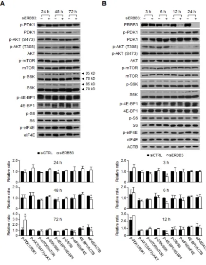 Figure 5: Changes in the signaling pathways induced by ERBB3 knockdowns in HCT116 cells