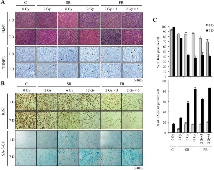 Figure 5. Evaluation of premature senescence in tumor tissues of xenografted mice exposed to SR or FR