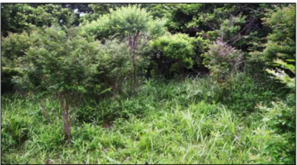 Figure 2. Lespedeza maximowiczii dominant population