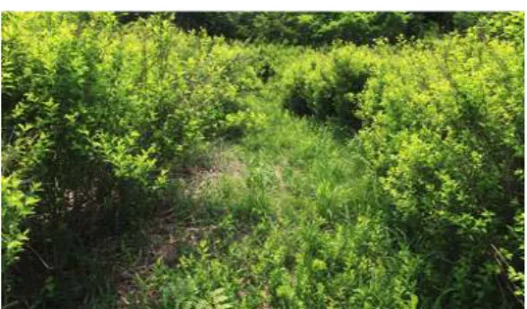 Figure 3. Spiraea prunifolia for. simpliciflora dominant population. 는 우점도 2A ～ 4 로 높게 나타났다 (Figure 3)