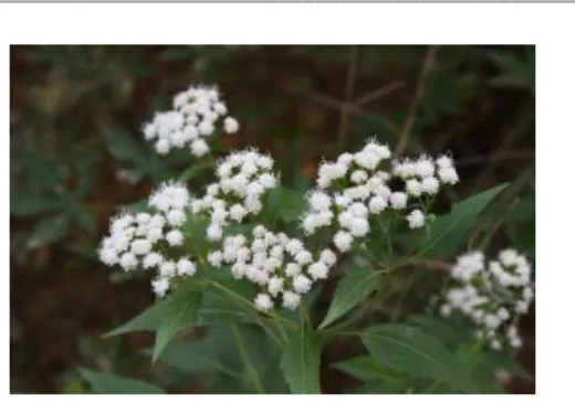 Figure 3. Eupatorium rugosum Houtt.