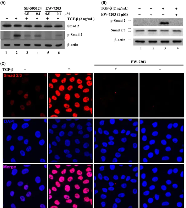 Fig. 2. Inhibition of transforming growth factor-b type I (TGF-b1)-induced Smad2 phosphorylation and nuclear translocation by EW-7203