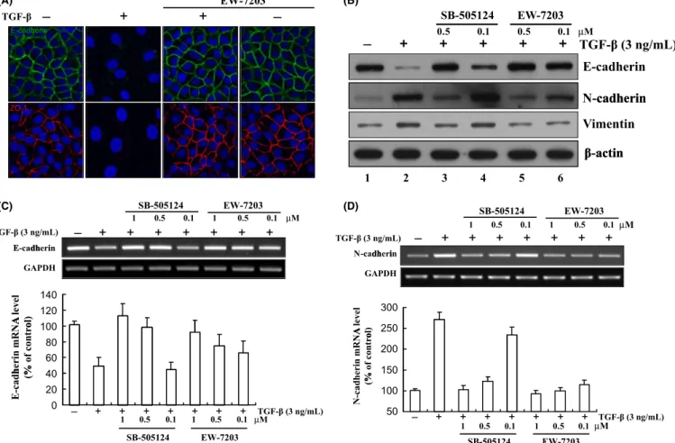 Fig. 4. Inhibition of transforming growth factor-b type I (TGF-b1)-induced epithelial-to-mesenchymal transition (EMT) by EW-7203