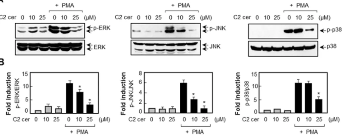 Figure 5. C2 ceramide suppresses PMA-induced phosphorylation of three types of MAPKs.  