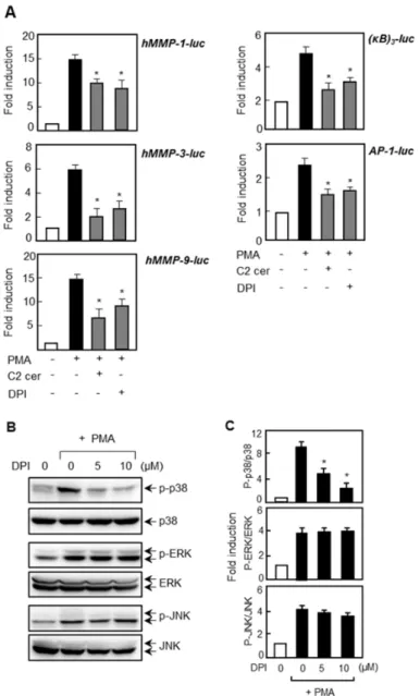 Figure 7. Effect of ROS inhibitor on the expression of MMPs and MAPK phosphorylation. (A) 