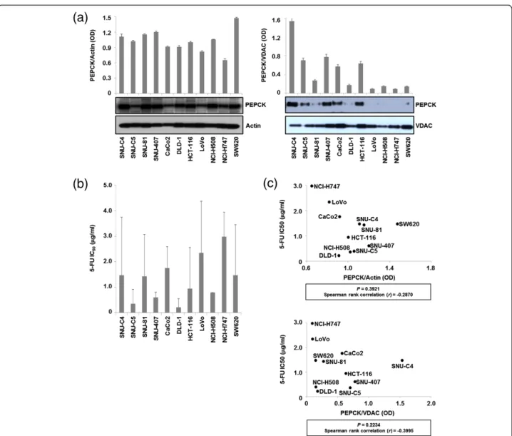 Figure 2 Quantification of PEPCK expression levels in 11 human colon cancer lines with different responses to 5-FU