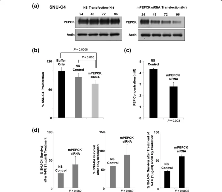 Figure 3 Effect of mPEPCK downregulation on 5-FU response in SNU-C4 cells. (a) Suppressed mPEPCK expression in SNU-C4 cells transfected with mPEPCK siRNA
