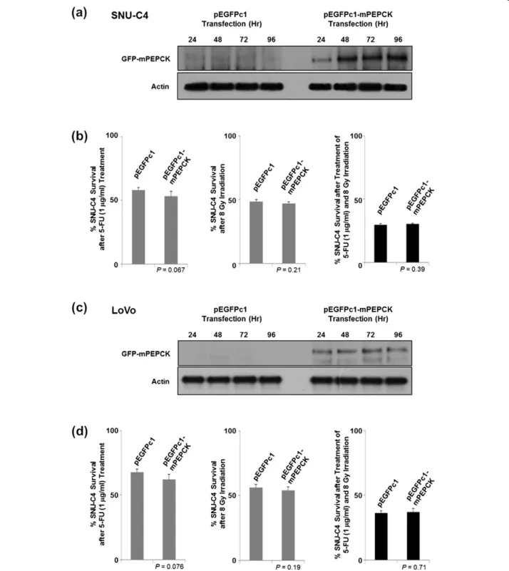 Figure 4 Effect of mPEPCK overexpression on 5-FU response in SNU-C4 cells. Overexpression of mPEPCK in (a) SNU-C4 and (c) LoVo transfected with pEGFPc1-mPEPCK