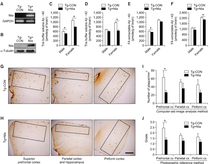 Figure 4.  Suppression of Aβ pathology by NIa expression in the brain of Tg-APP/PS1 mice