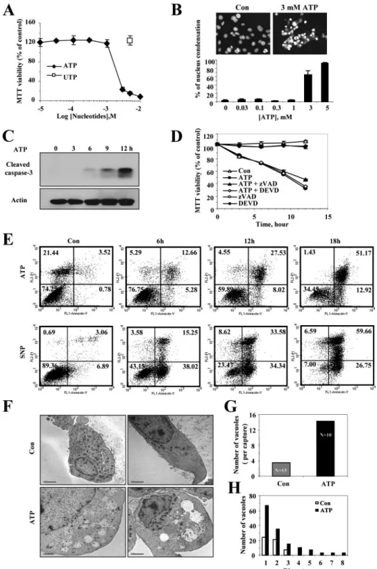 FIGURE 2. Extracellular ATP induced necrosis in SN4741 dopaminergic neurons. Concentration-dependent response of ATP-induced cell death in SN4741 cells is shown