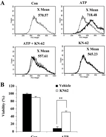 FIGURE 4. Antagonist of P2X 7 Rs blocks ATP-induced volume increase and cell death. A, the ATP-induced volume increase was blocked by KN-62.