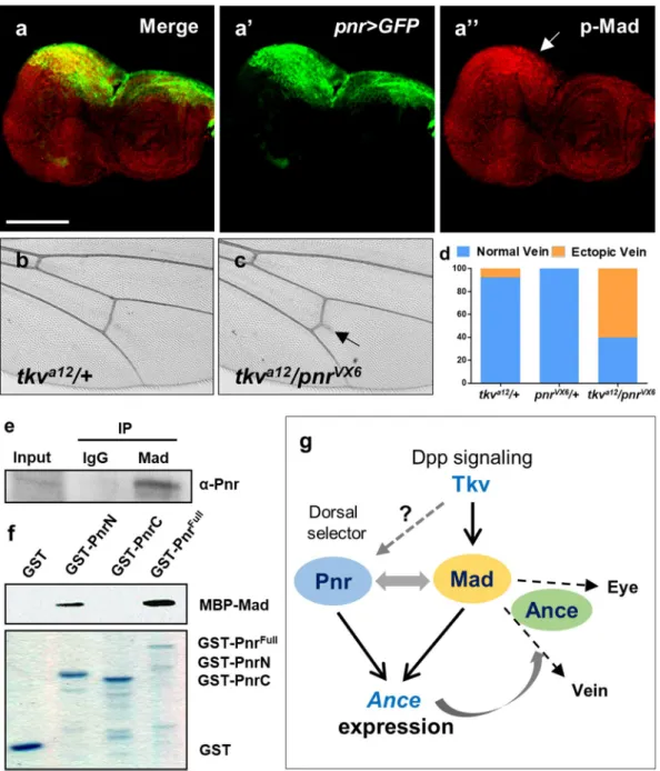 Figure 7.  Physical and genetic interaction between Pnr and Dpp signaling. (a) Immunostaining of pnr &gt; GFP  eye disc for GFP and phospho-Mad (p-Mad)
