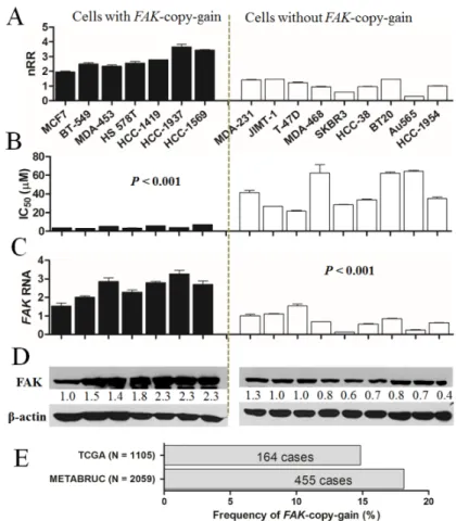 Figure 2. Significant correlation between FAK-copy-gain and sensitivity to F14 in breast cancer cells