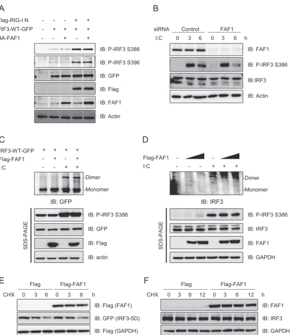 FIG 6 FAF1 does not affect the phosphorylation and dimerization of IRF3. (A) HeLa cells were transfected with Flag-RIG-I N, IRF3-WT-GFP, HA-FAF1, or a