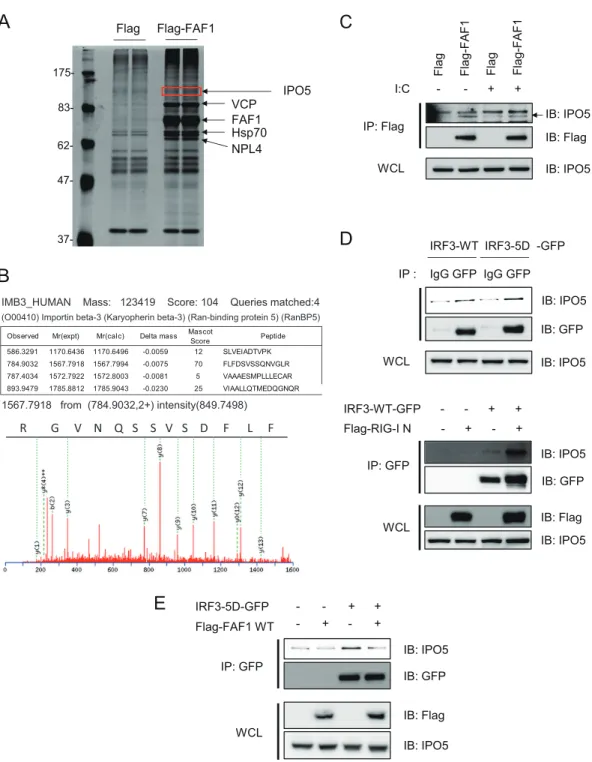 FIG 7 FAF1 overexpression abolishes IRF3-IPO5 interaction. (A and B) Silver gel and MS/MS spectrum of IPO5 which was detected in FAF1 immune complex