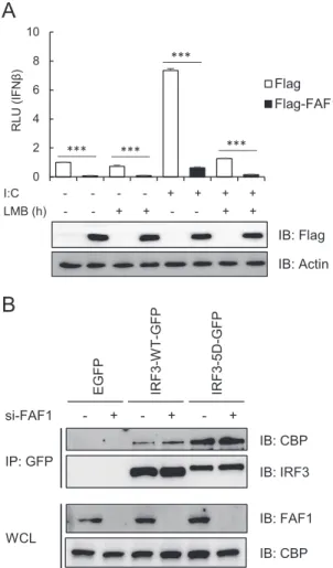 FIG 9 FAF1 does not affect nuclear export of IRF3 and recruitment of CBP to
