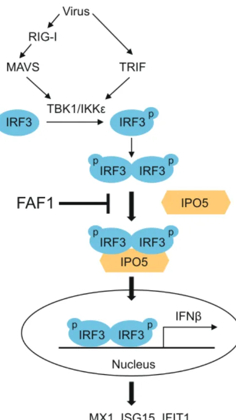 FIG 10 Schematic diagram of FAF1 action on the innate-immunity signaling