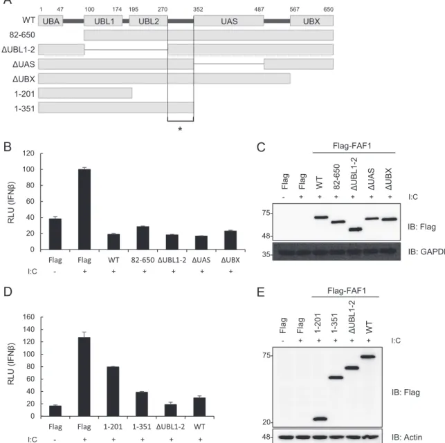 FIG 3 Ubiquitin-related domains of FAF1 are not critical for inhibiting poly(I·C)-induced IFN- ␤ activation