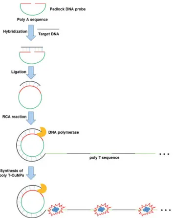 Fig. 1 Schematic illustration of the ultrasensitive DNA detection strategy based on the target-triggered RCA coupled with the  ﬂuo-rescent poly T-CuNPs.