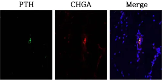 Figure 6.  Immunofluorescence images of transplanted tonsil-derived stem cell with plasma gel