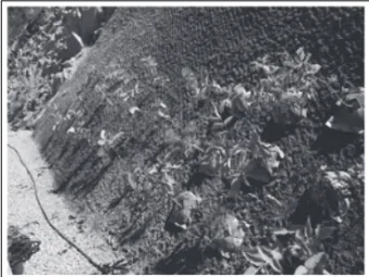 Figure  1.  The  photo  of  experiment  plots.