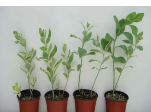 Table 3. Effect of different shading levels on the growth and leaf color changes of Sedum spectabile ‘Washfield Ruby'.