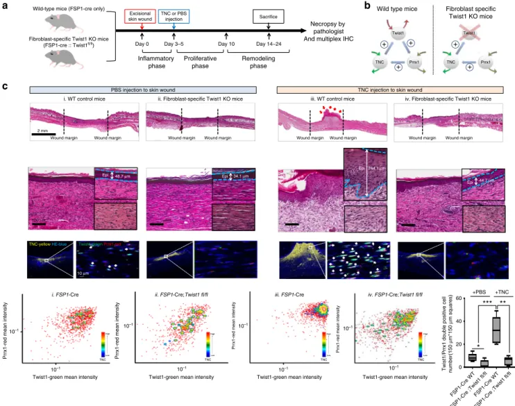 Fig. 6 Sustained switching ON of the Twist1-Prrx1-TNC PFL triggers persistent ﬁbroblast activation, forming ﬁbrotic nodules in vivo during wound healing