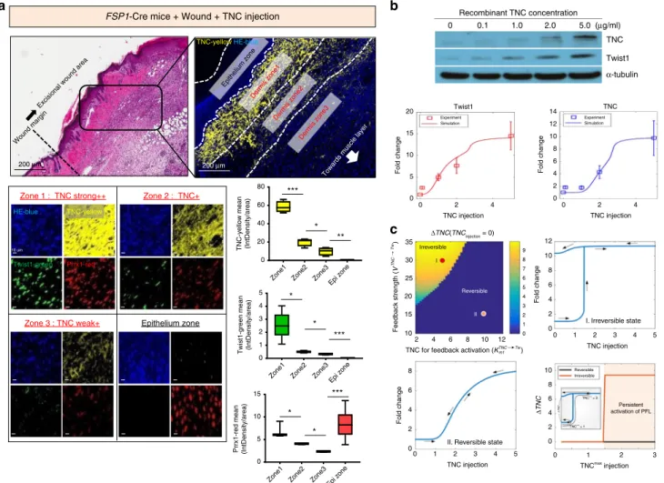 Fig. 7 High TNC is essential for activating the irreversible PFL. a In the ﬁbrotic nodule generated by exogenous TNC, we observed a TNC concentration gradient (top)