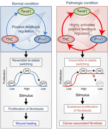 Fig. 9 Summary of our study. The Twist1-Prrx1-TNC positive feedback regulation provides clues for understanding the activation of ﬁbroblasts during wound healing under normal conditions, as well as abnormally activated ﬁbroblasts in pathological conditions