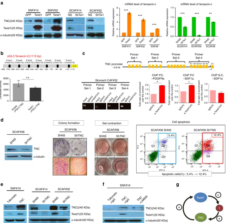 Fig. 1 Twist1 increases tenascin-c expression in cancer-associated ﬁbroblasts. Twist1 is a potent but indirect inducer of tenascin-c (TNC), which is essential for maintaining Twist1 expression in cancer-associated ﬁbroblasts (CAFs)