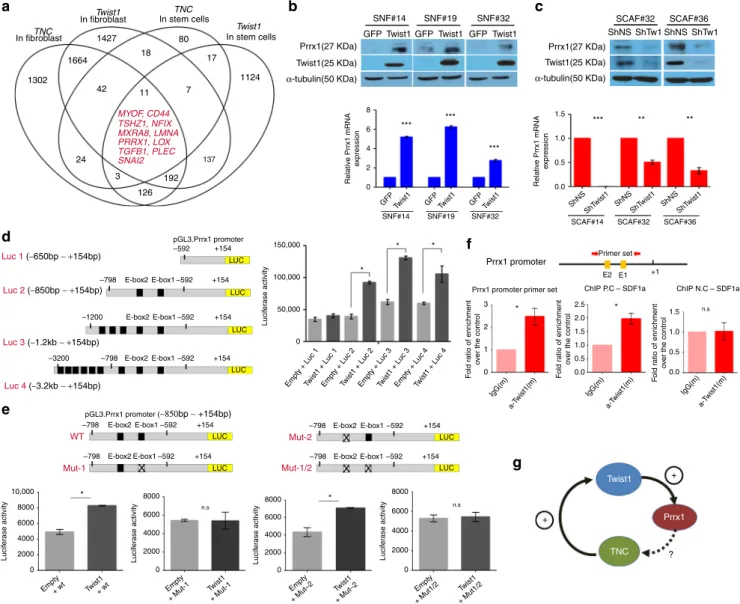 Fig. 2 Twist1 was an essential, positive transcriptional regulator of Prrx1 expression in both normal ﬁbroblasts and CAFs