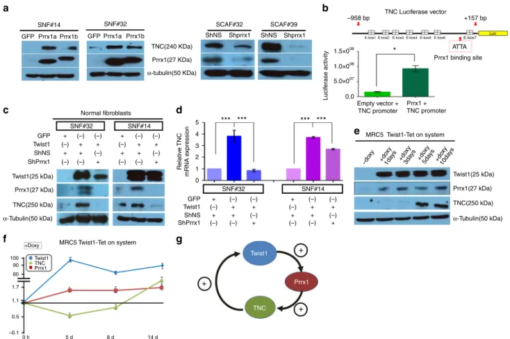 Fig. 3 Twist1, Prrx1, and TNC formed a positive feedback loop in ﬁbroblasts. a, b Prrx1 directly upregulates TNC expression in ﬁbroblasts