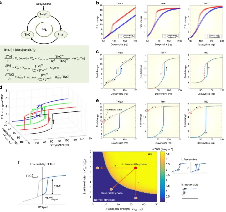 Fig. 4 The Twist1-Prrx1-TNC PFL functions as an internal bistable switch in regulating the proliferative signal of ﬁbroblasts